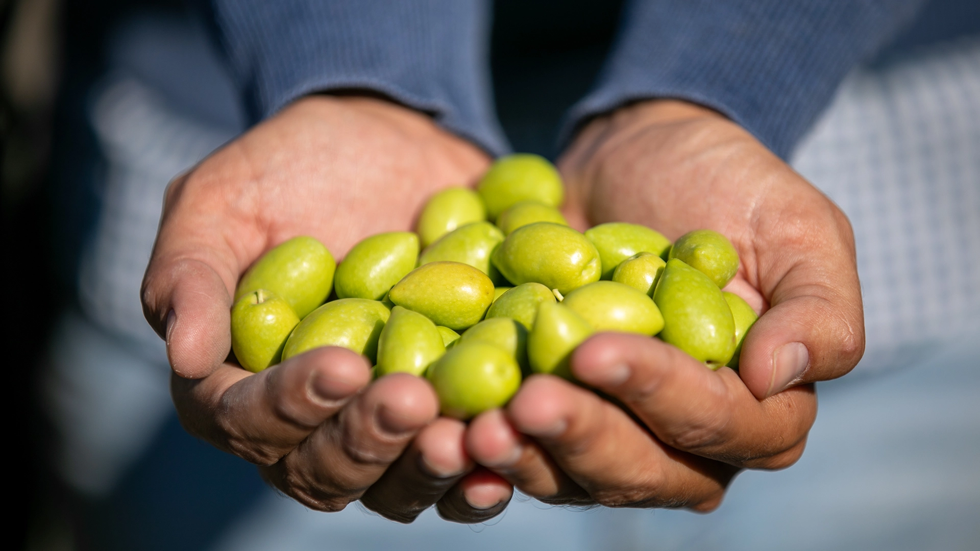 the spanish food store olive oil