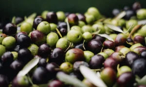 Olives for spanish olive oils