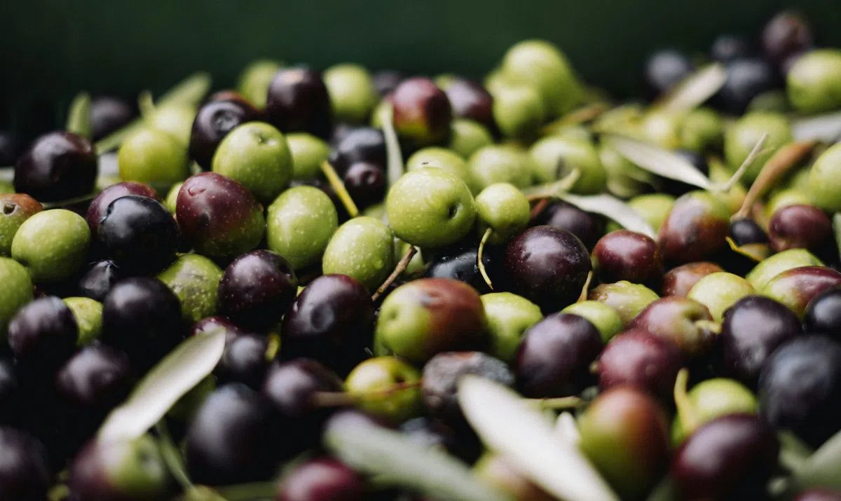 Olives for spanish olive oils